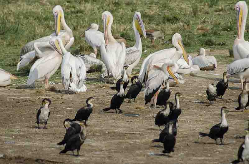 206 - Pelicanos y Cormoranes - parque nacional Queen Elizabeth - Uganda
